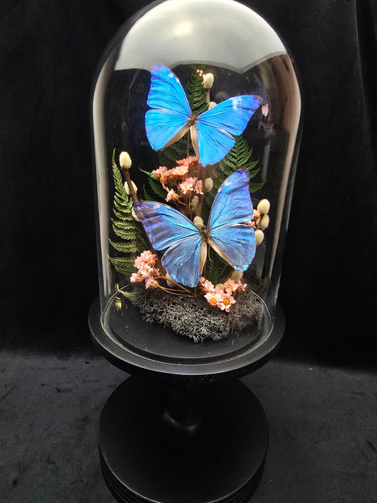 Finest Obituaries | Butterflies in Glass Dome "Morpho Marcus"