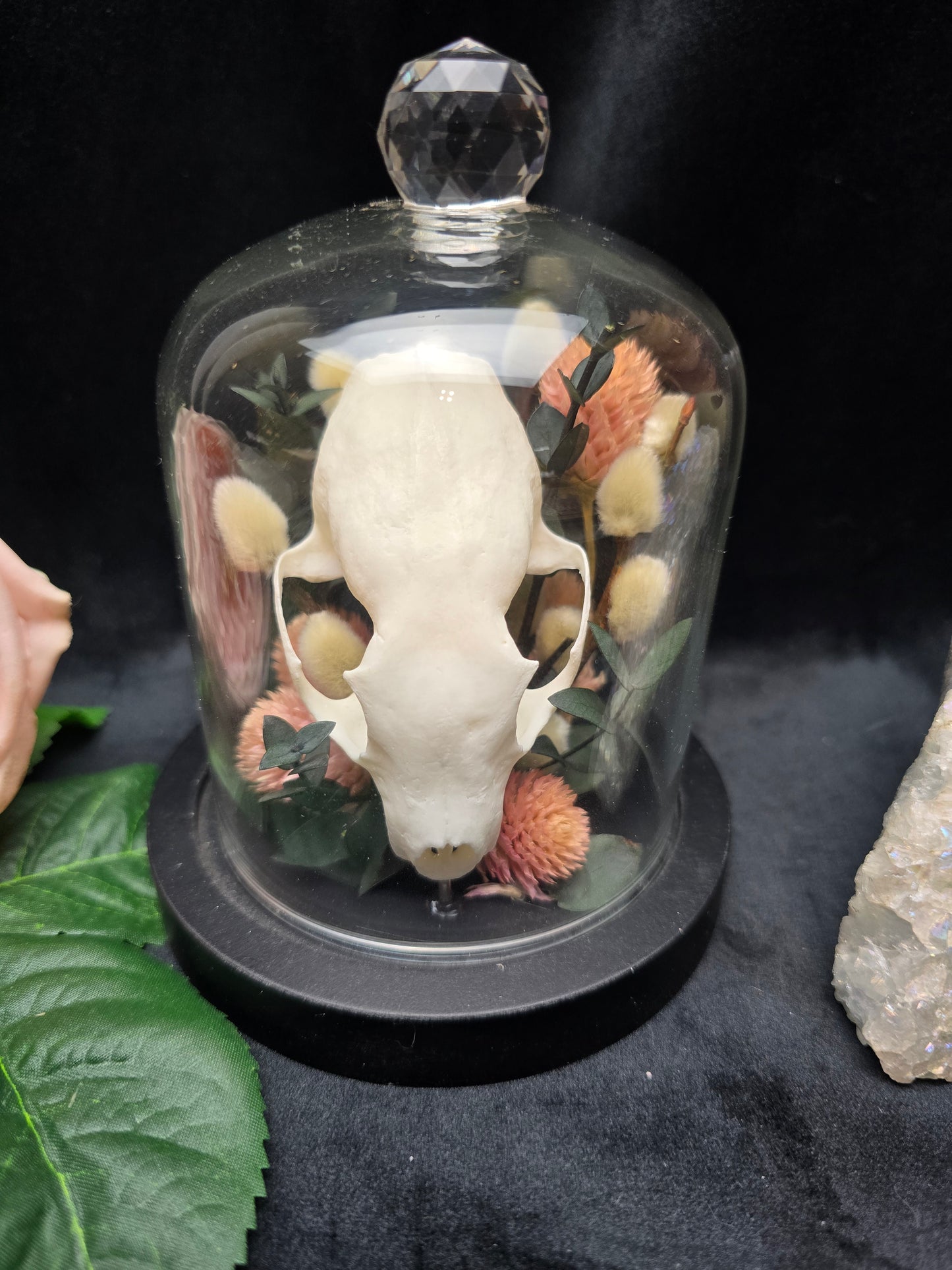 Finest Obituaries | Marten Skull in Glass Dome