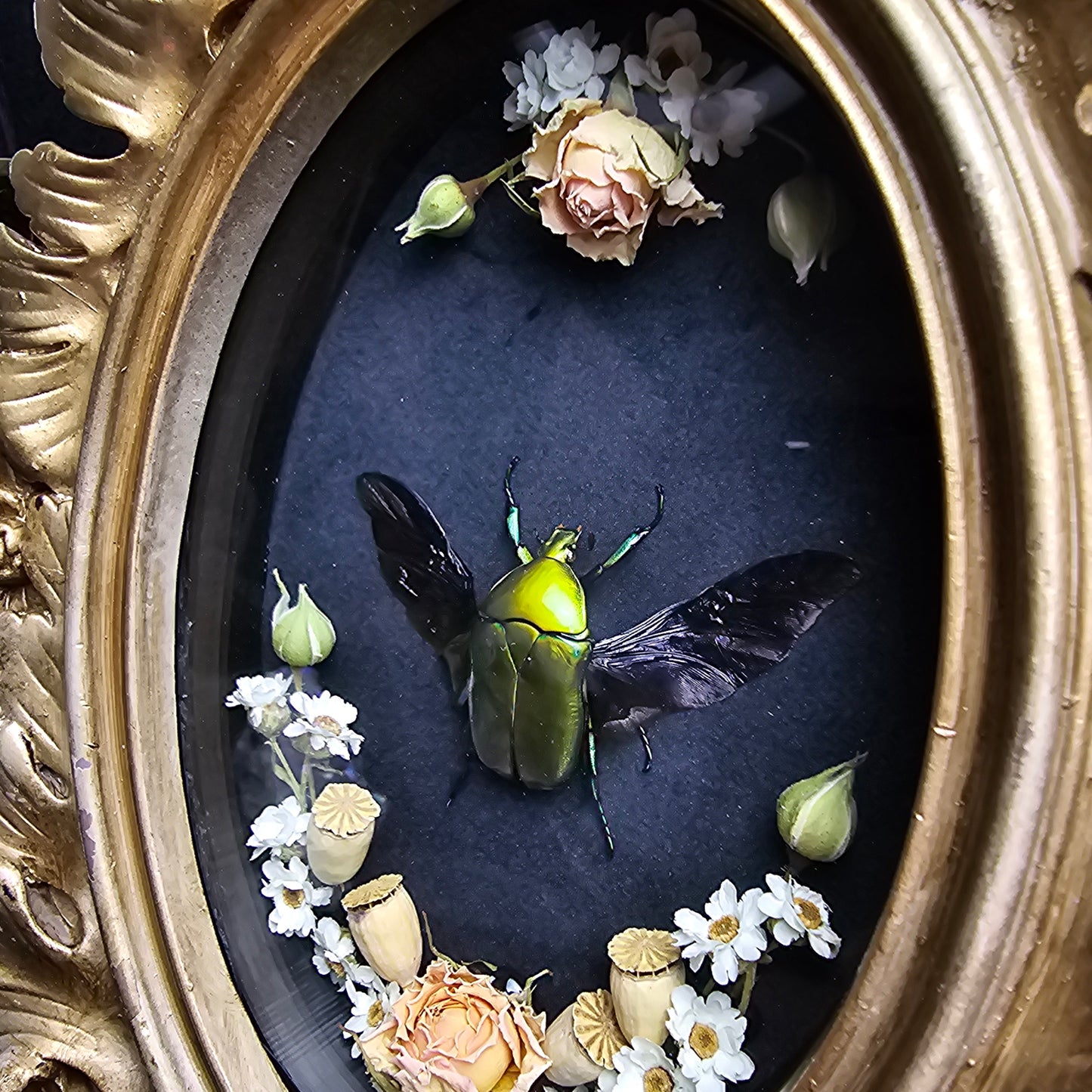 Finest Obituaries | Prepared beetle "Rhomborrhina Resplendens Chatanayi"  in baroque frame