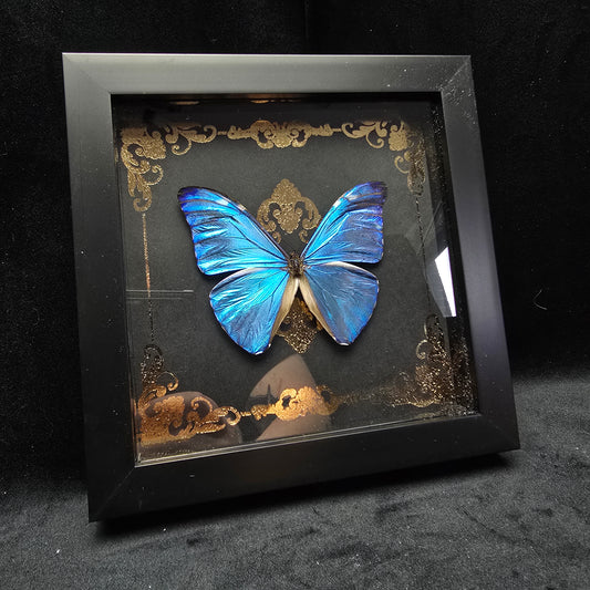 Finest Obituaries | Framed Butterfly "Morpho Marcus"