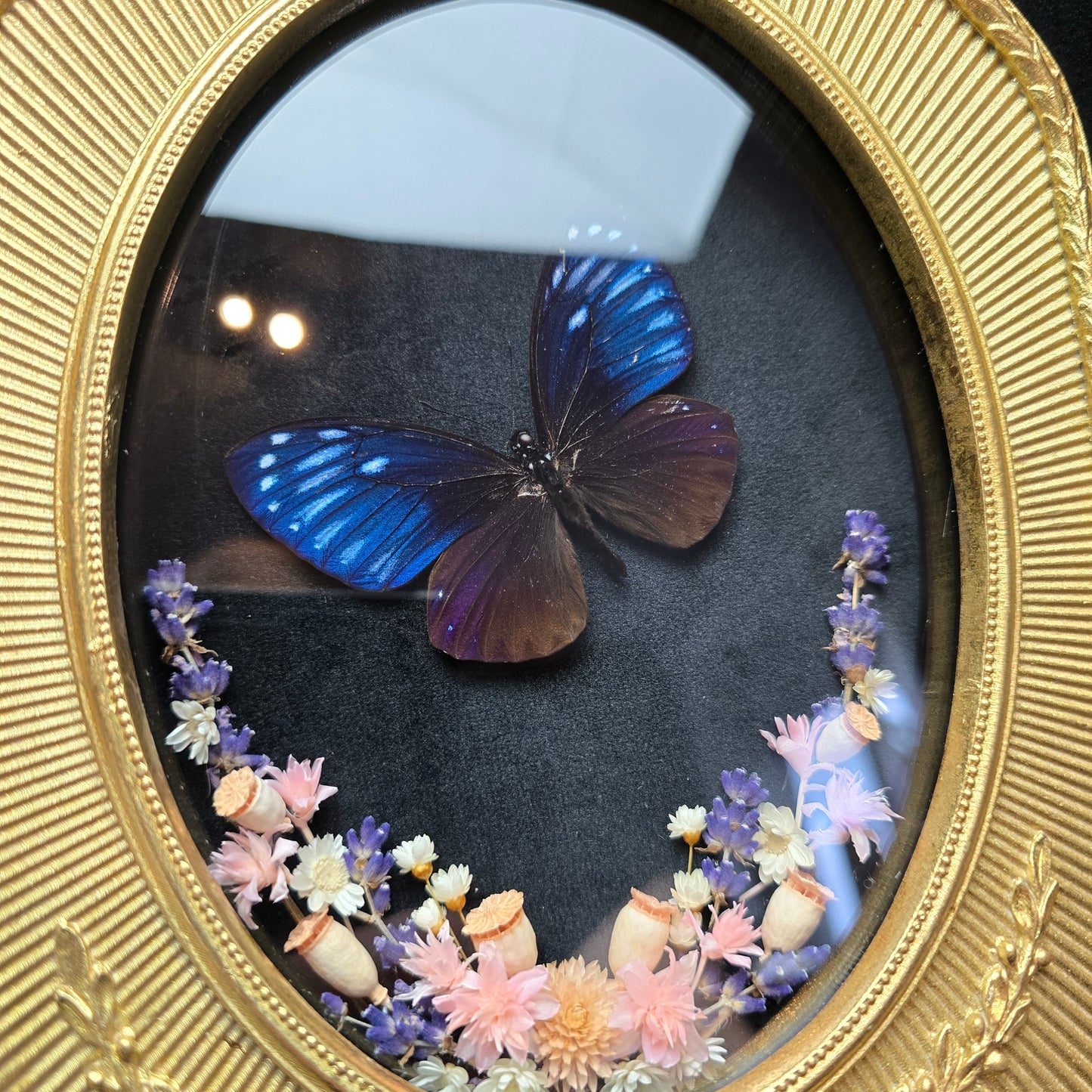 Finest Obituaries | Butterfly "Chilasia Paradoxa" in Baroque Frame