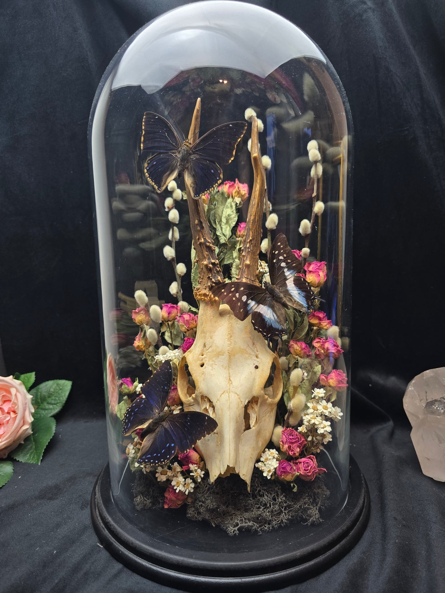 Finest Obituaries | Butterflies in Glass Dome "Charaxes Numenes" and "Polyura Cognatus" with deer skull