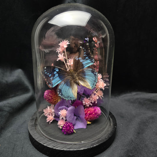 Finest Obituaries | Schmetterling in Glasglocke "Charaxes Smaragdalis"