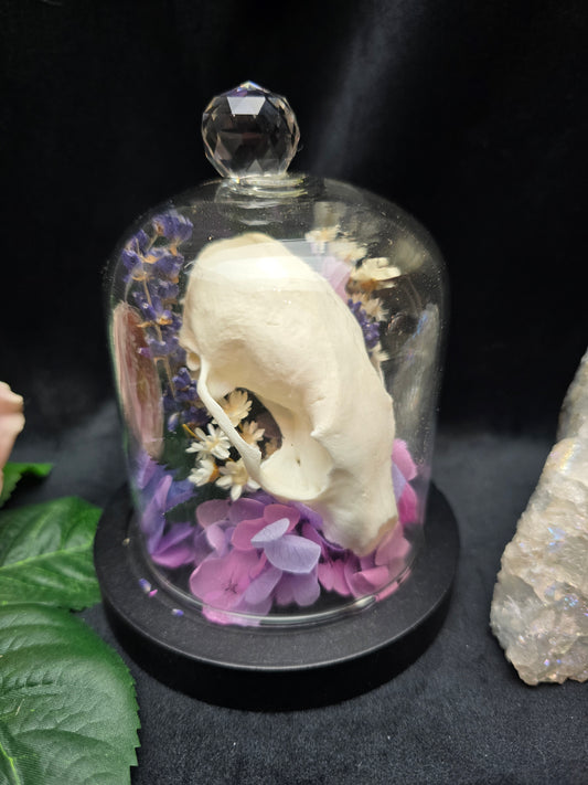 Finest Obituaries | Marten Skull in Glass Dome