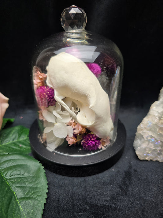 Finest Obituaries | Marten Skull in Glass Dome