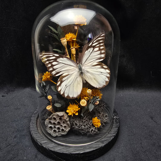 Finest Obituaries | Butterfly in Glass Dome "Prioneris Thestylis"