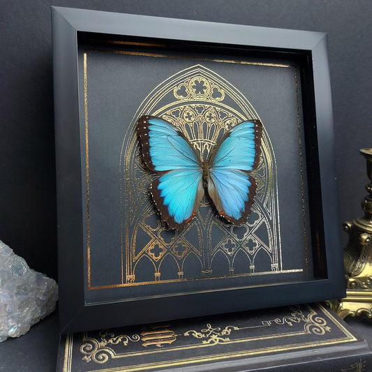 Finest Obituaries | Schmetterling im Rahmen "Morpho Helenor Carillensis"