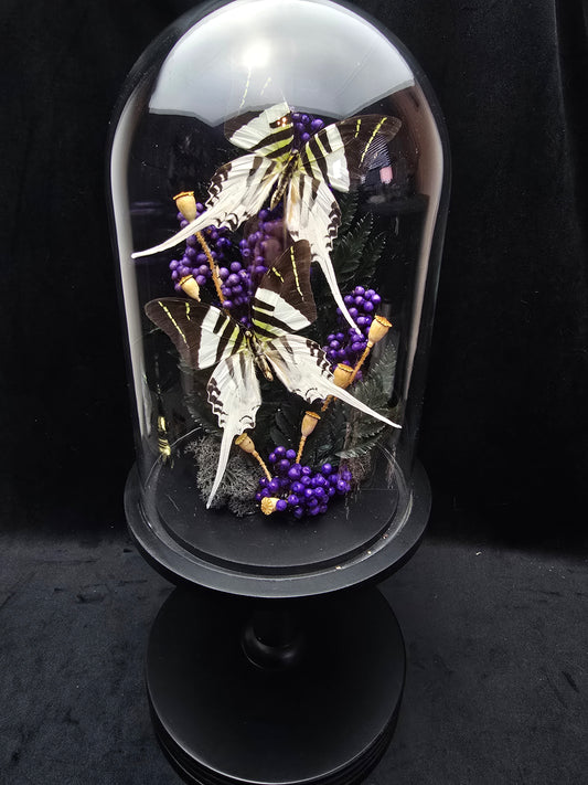 Finest Obituaries | Schmetterlinge in Glasglocke "Graphium Androcles Androcles"