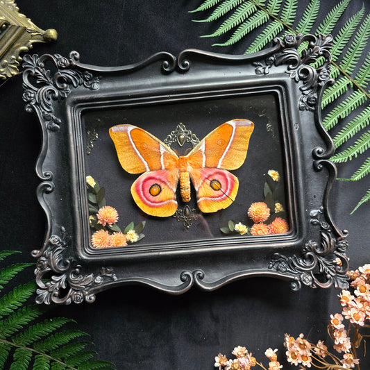 Finest Obituaries | Motte "Antheraea Suraka" in Barockrahmen