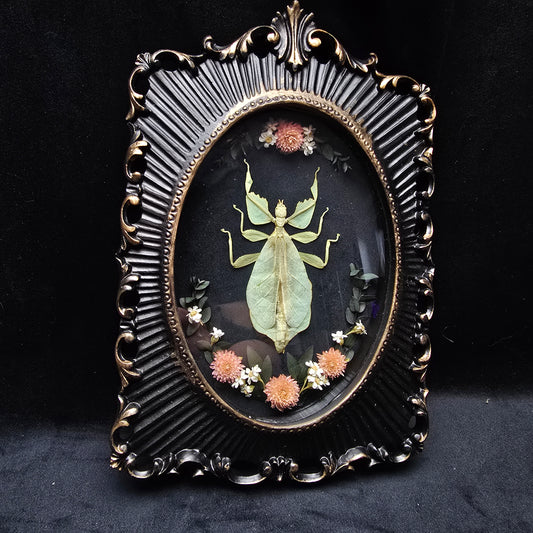 Finest Obituaries | Leaf Insect  "Phyllium Pulchrifolium" in Baroque Frame