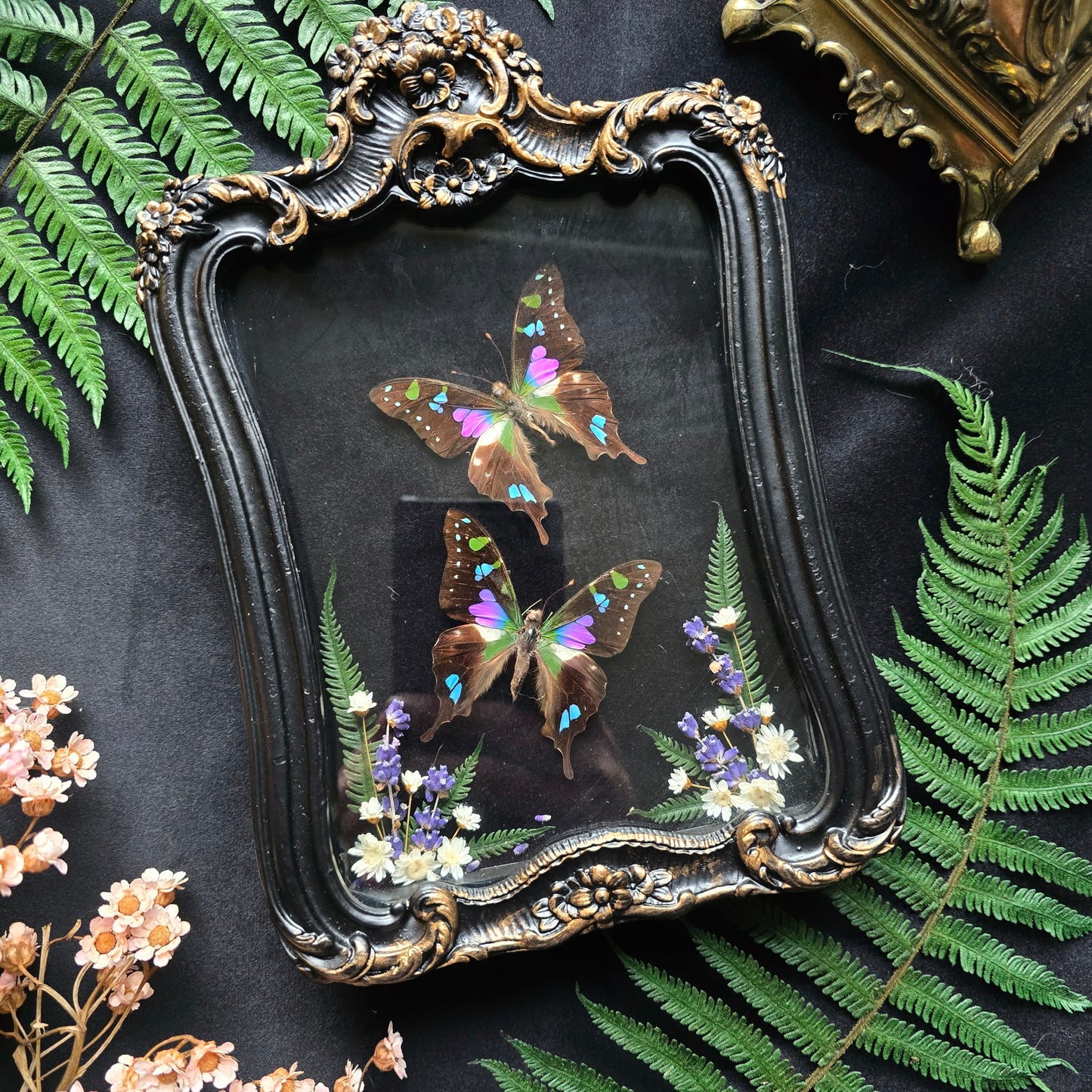 Finest Obituaries | Schmetterlinge "Graphium Weiskei" in Barockrahmen