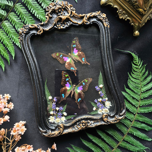 Finest Obituaries | Schmetterlinge "Graphium Weiskei" in Barockrahmen