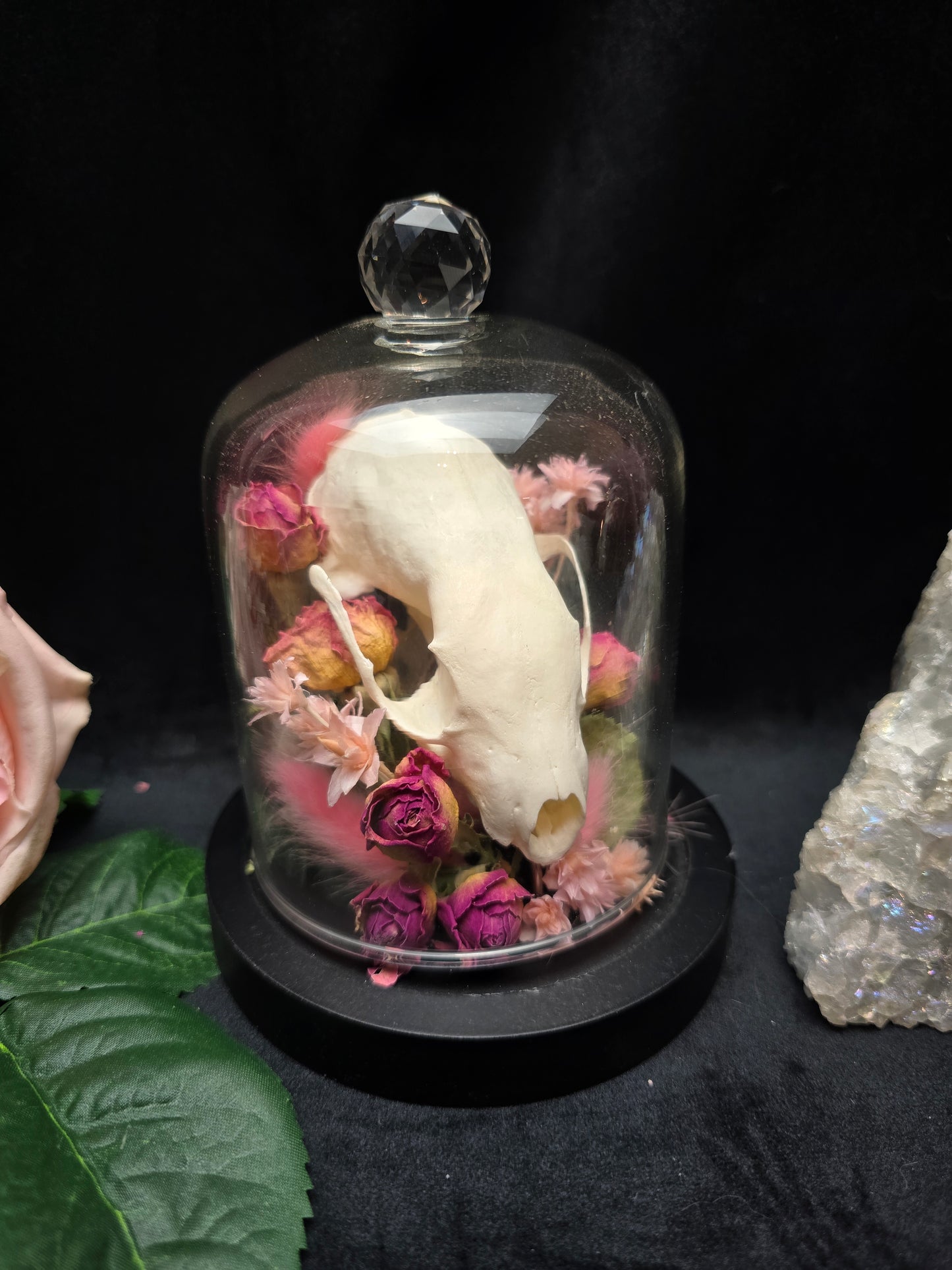 Finest Obituaries | Marten Skull in Glass Dome