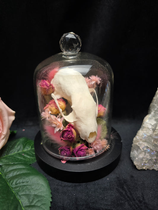 Finest Obituaries | Marten Skull in Glass Dome