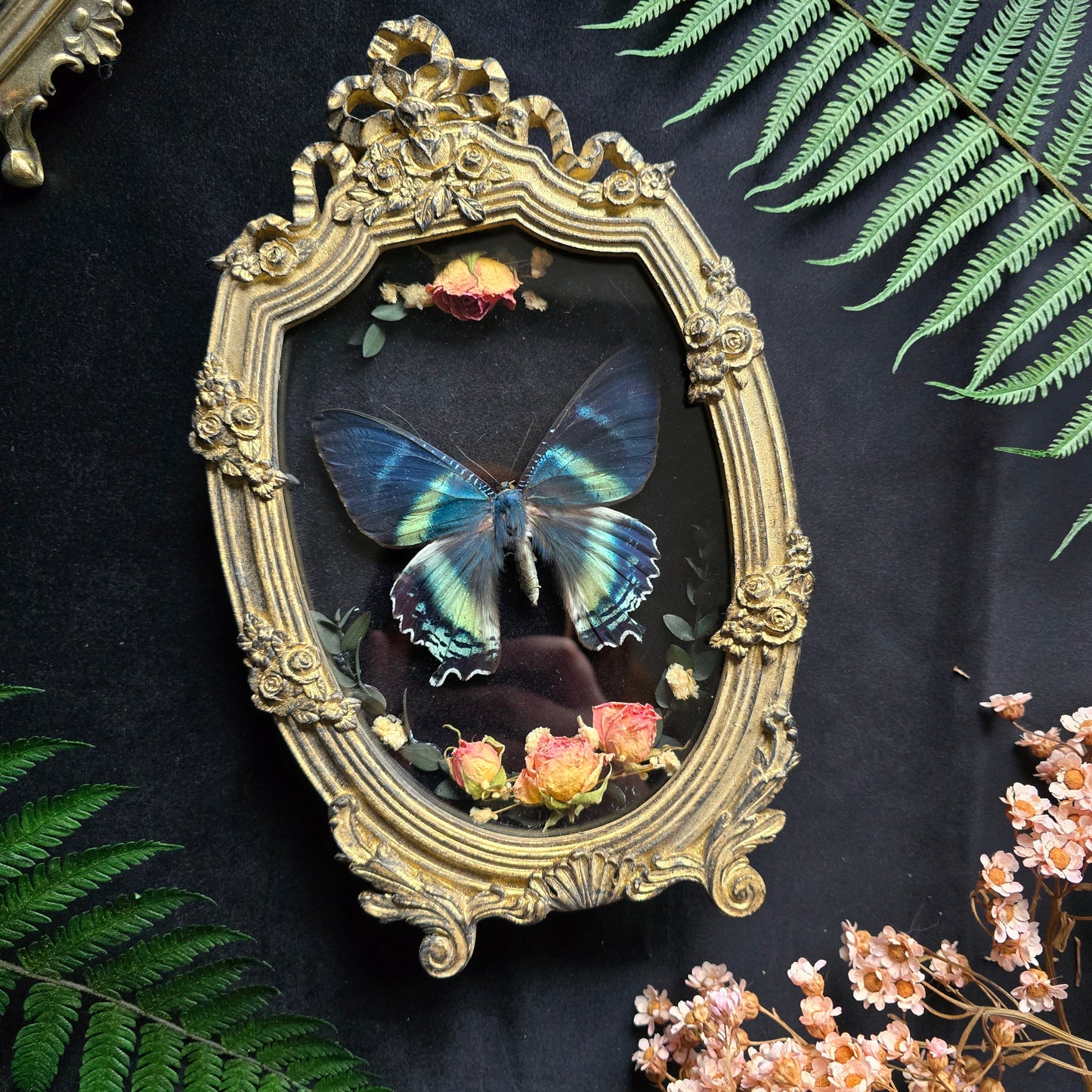 Finest Obituaries | Motte "Alcides Orontes" in Barockrahmen