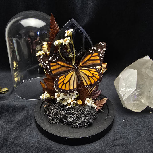 Finest Obituaries | Schmetterling in Glasglocke "Danaus Plexippus"