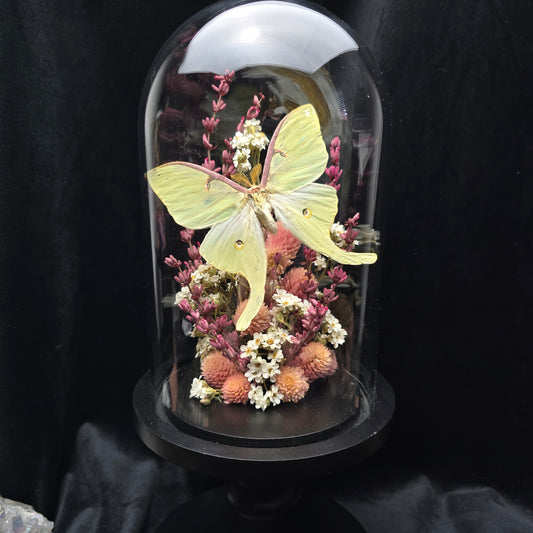 Finest Obituaries | Moth in Glass Dome "Actias Luna"
