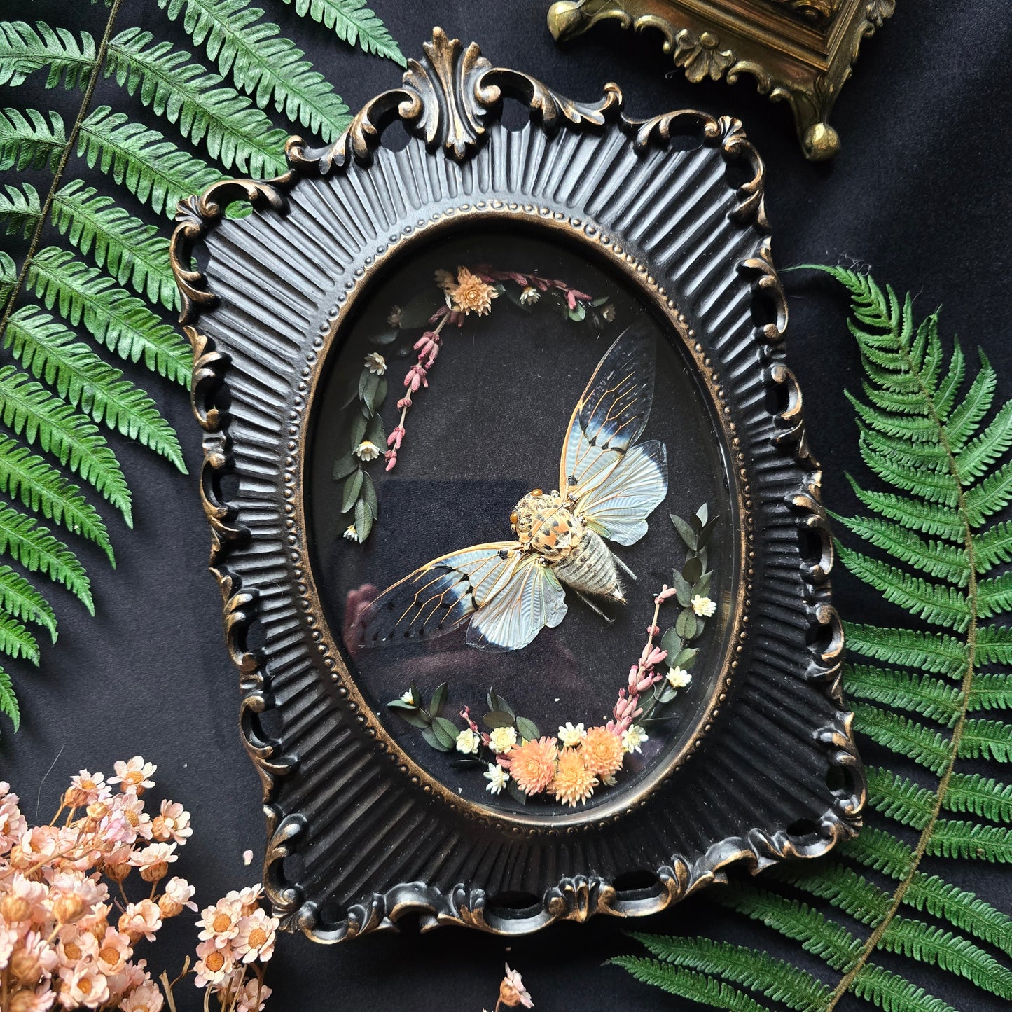 Finest Obituaries | Zikade "Ayuthia Spectabilis" in Barockrahmen