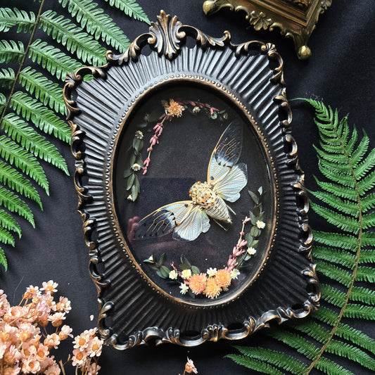 Finest Obituaries | Zikade "Ayuthia Spectabilis" in Barockrahmen