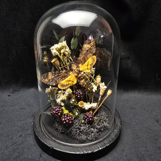 Finest Obituaries | Moth in Glass Dome "Acherontia Atropos"