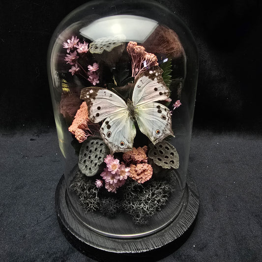 Finest Obituaries | Butterfly in Glass Dome "Charaxes Antamboulou"