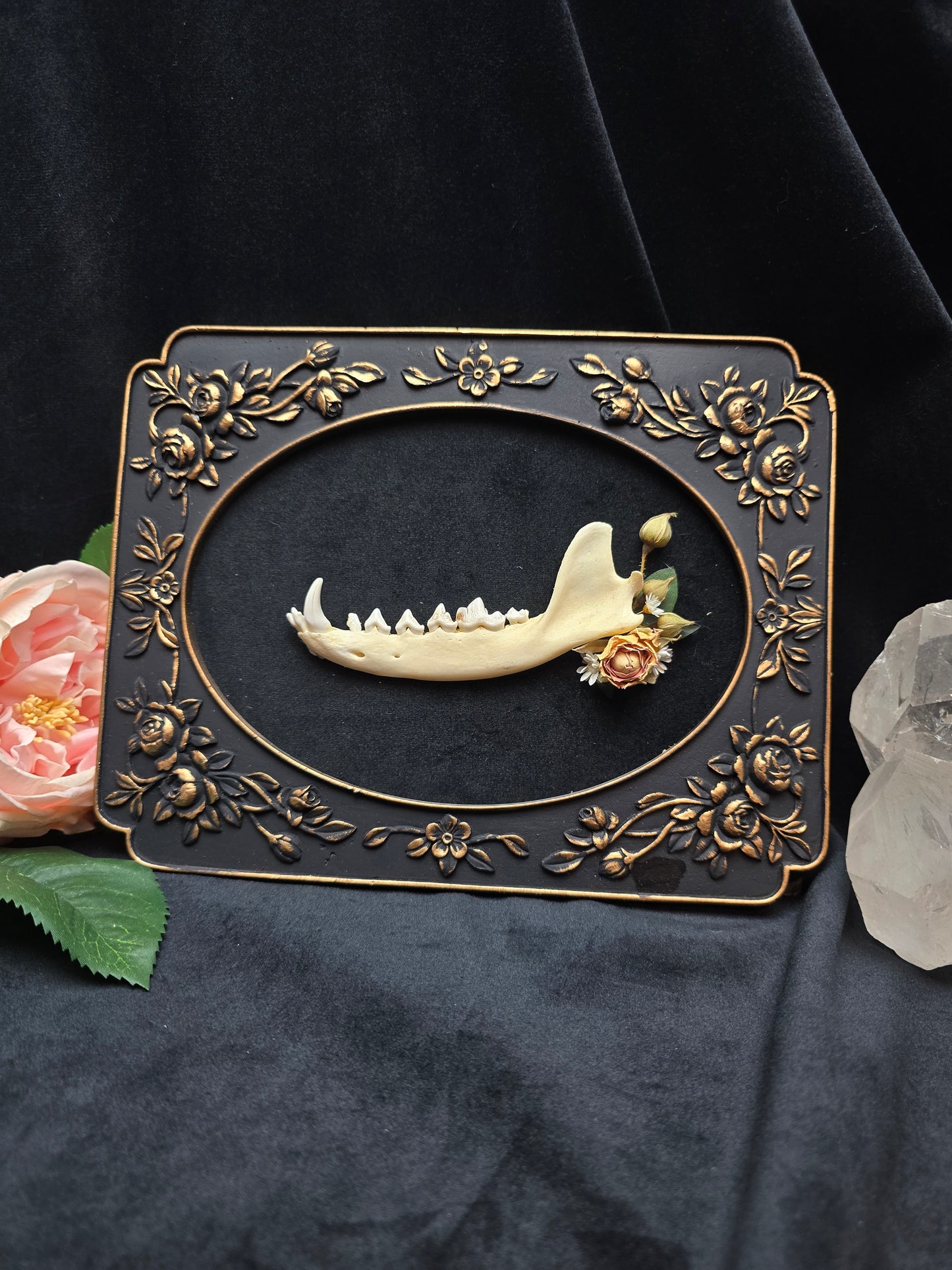 Finest Obituaries | Fox lower jaw in Baroque Frame