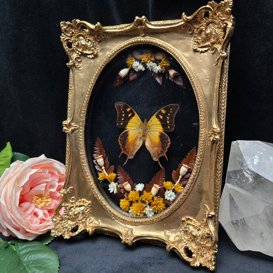 Goldener ovaler Bilderrahmen mit echtem präparierten Schmetterling und floraler Verzierung hinter Glas