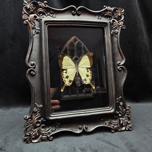 Finest Obituaries | Butterfly "Dardanus Meriones" in Baroque Frame