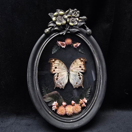 Finest Obituaries | Butterfly "Protogoniomorpha Parhassus" in Baroque Frame