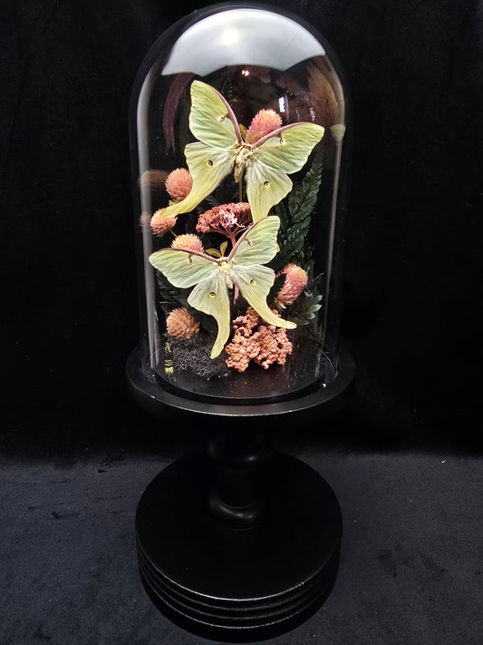 Finest Obituaries | Moths in Glass Dome "Actias Luna"