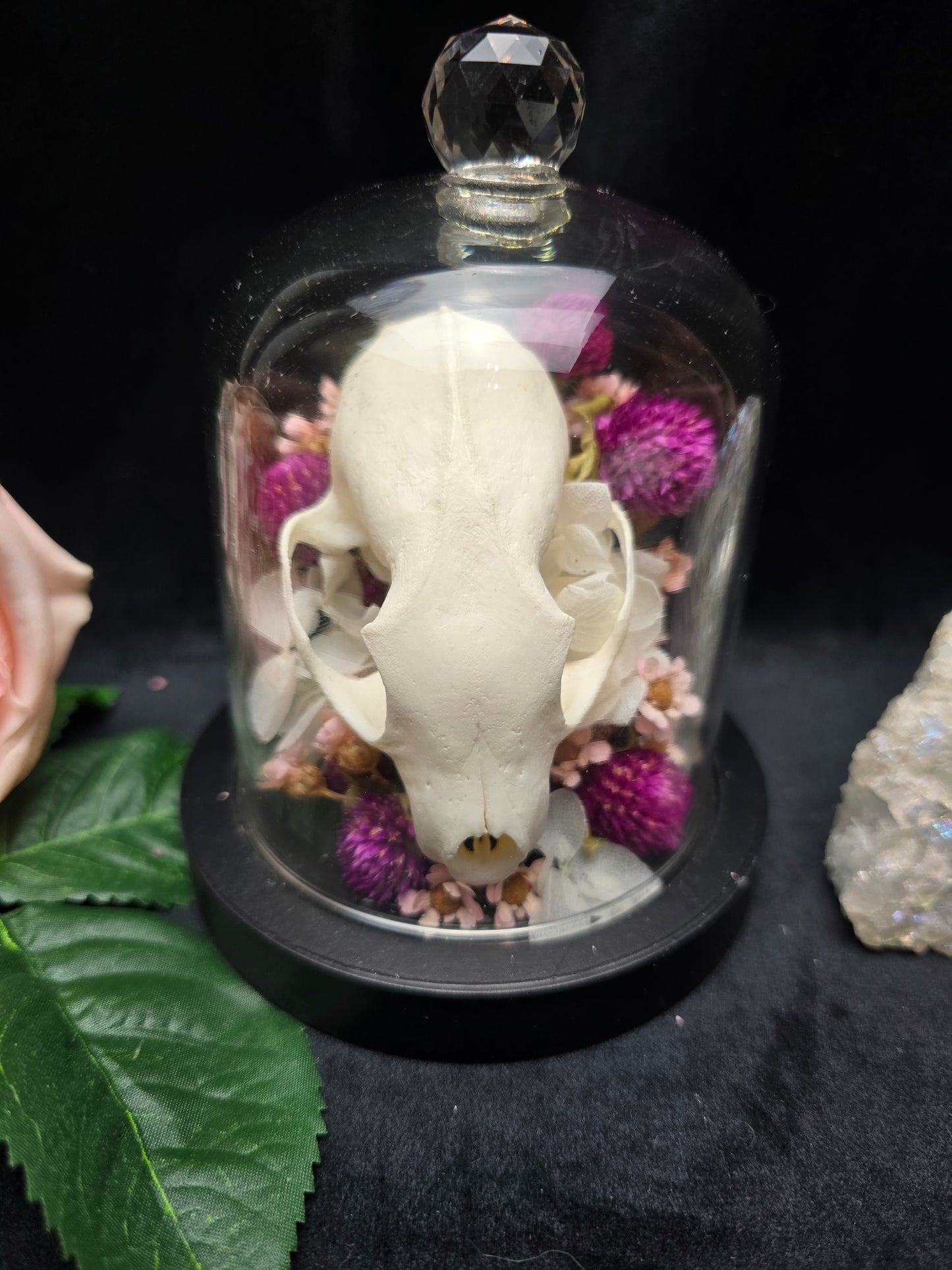 Finest Obituaries | Marten Skull in Glass Dome