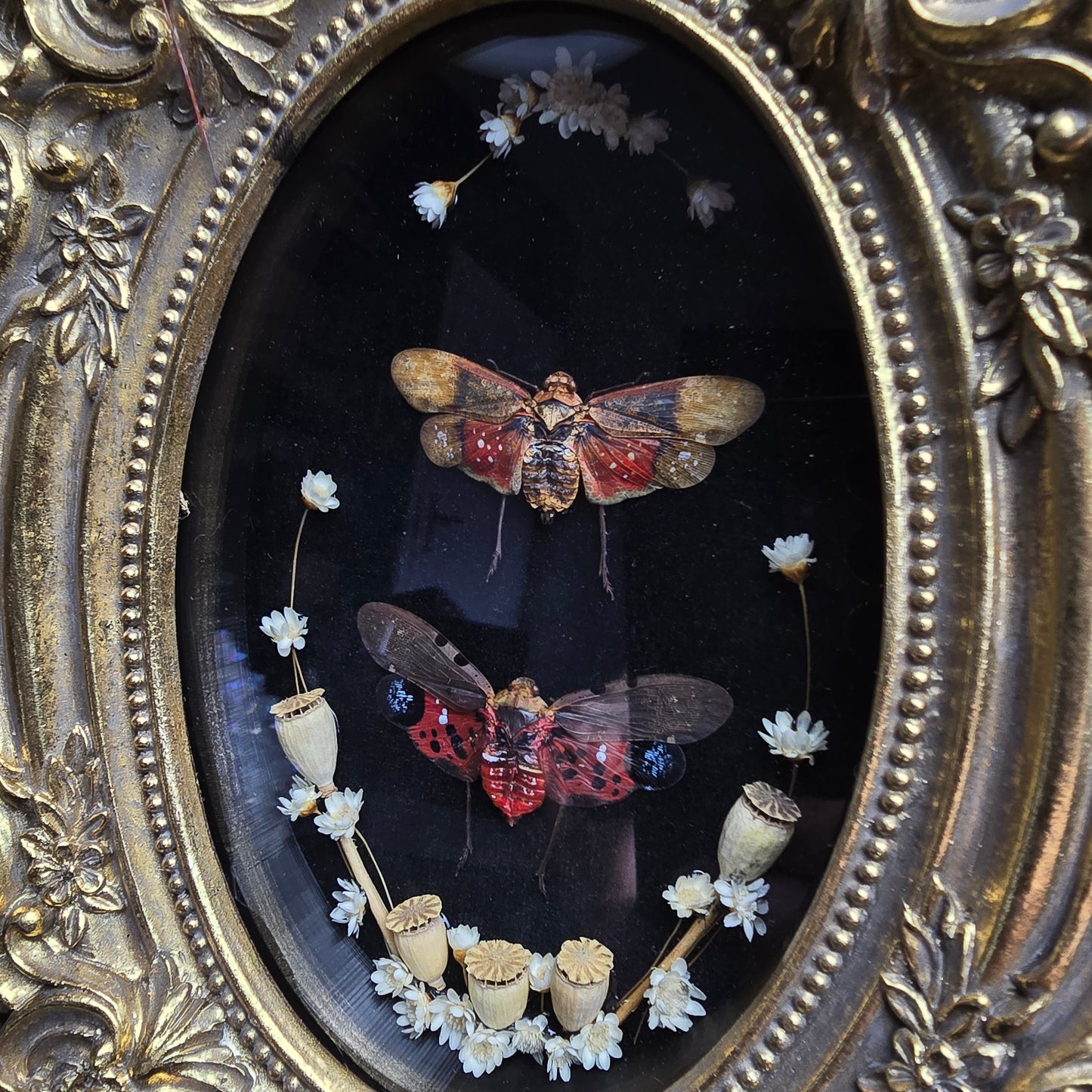 Finest Obituaries | Lantern bugs "Penthicodes Atomaria & Penthicodes Farinosa" in baroque frame