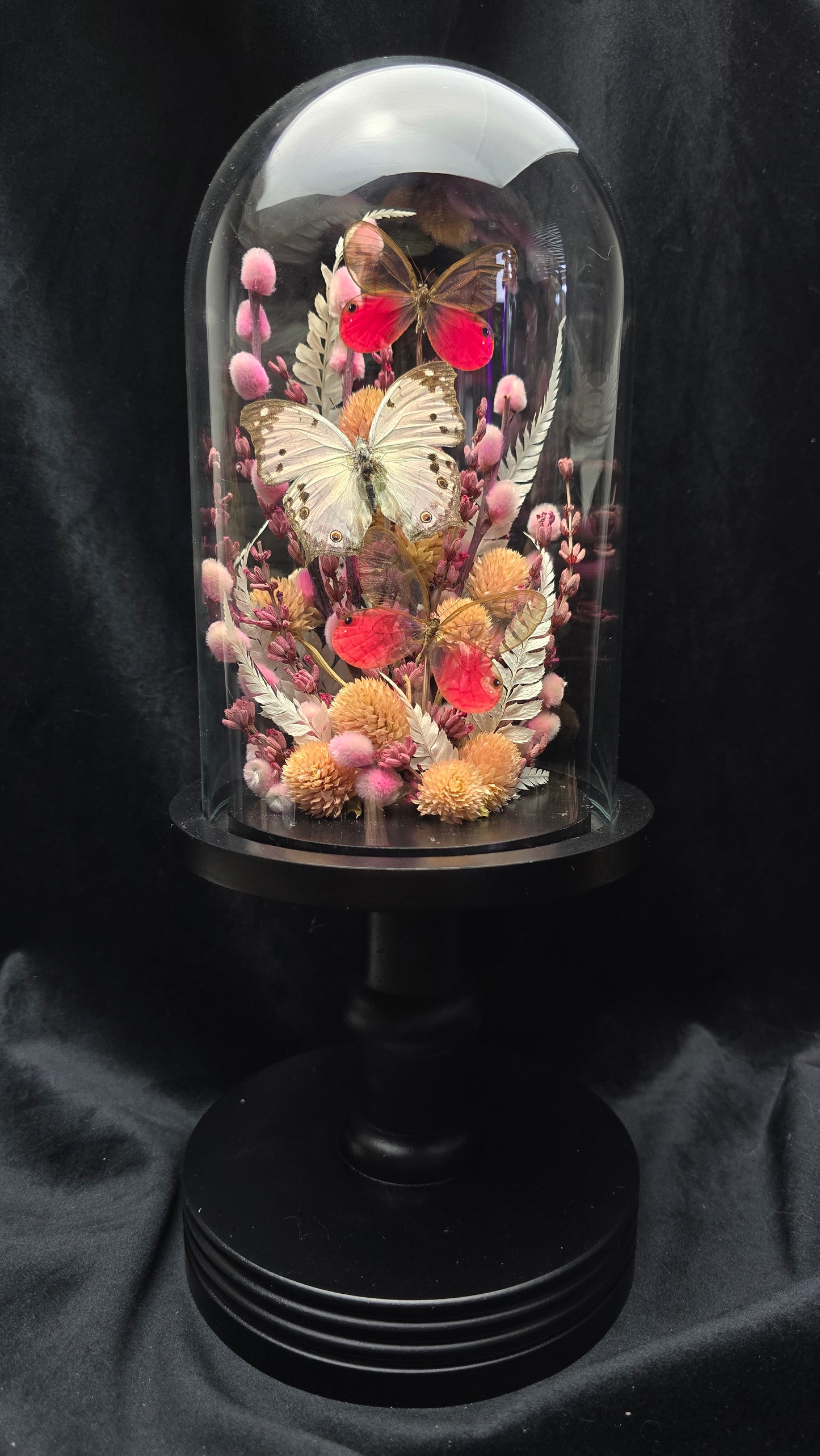 Finest Obituaries | Butterflies in Glass Dome "Cithaerias Aurorina & Protogoniomorpha Parhassus"