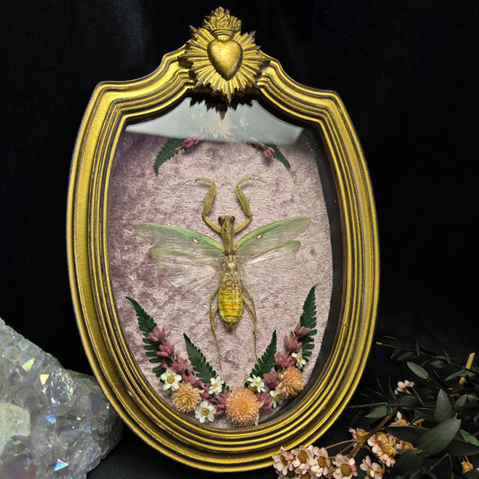 Finest Obituaries | Praying Mantis in Baroque Frame