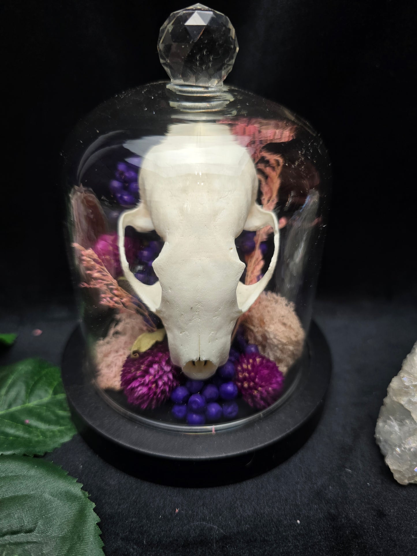 Finest Obituaries | Marten Skull in Glass Dome