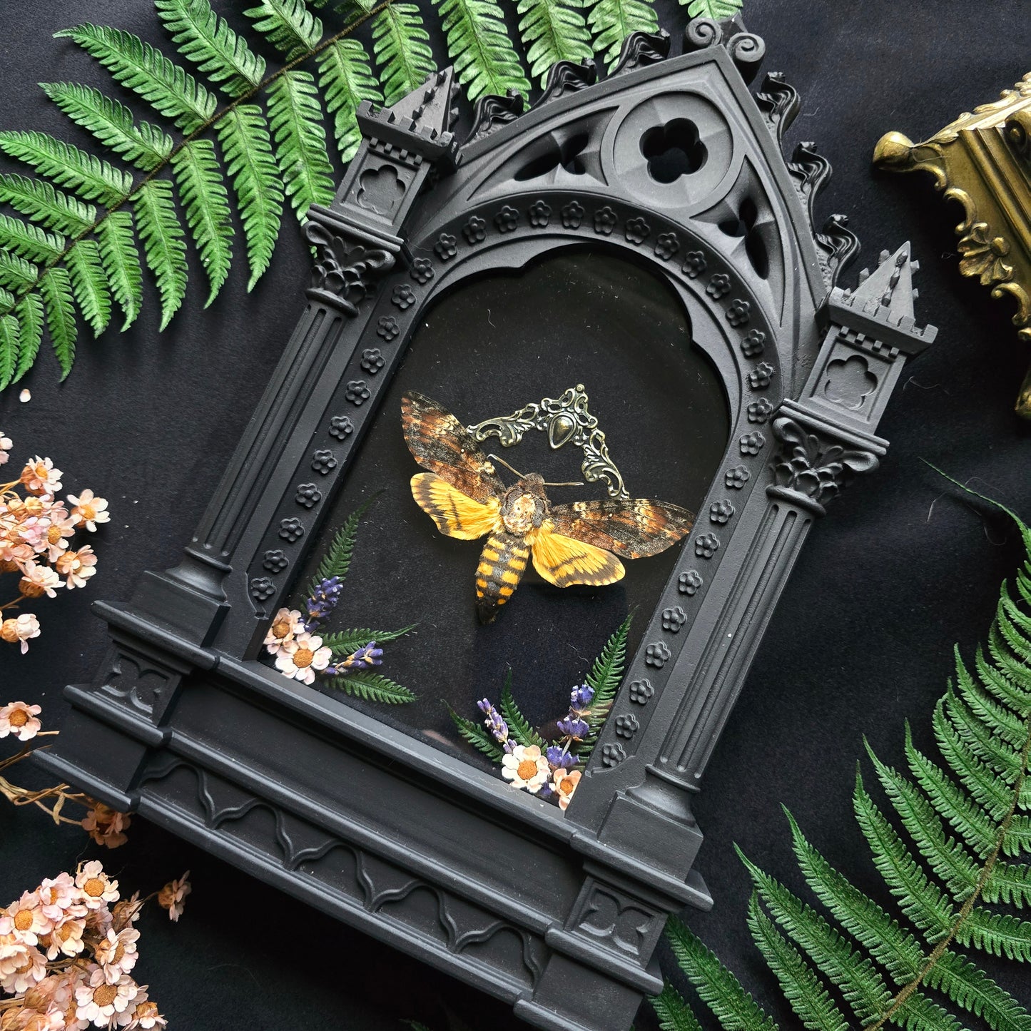 Finest Obituaries | Motte "Acherontia Atropos" in Kathedralenrahmen