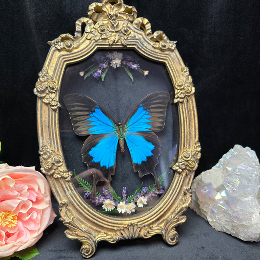 Finest Obituaries | Präparierter Schmetterling "Papilio Ulysses Ulysses" in Barockrahmen