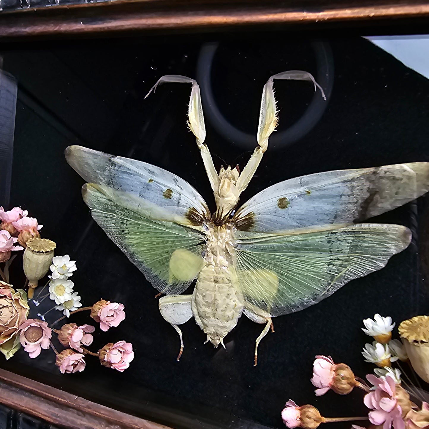 Finest Obituaries | Prepared orchid mantis "Hymenopus Coronatus" in baroque frame