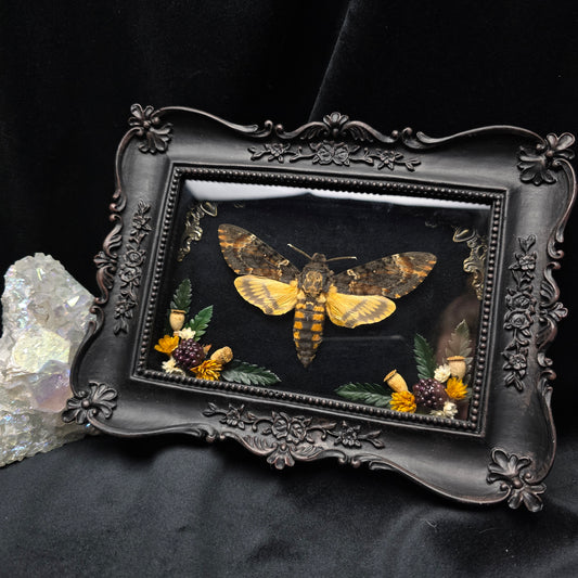 Finest Obituaries | Motte "Acherontia Atropos" in Barockrahmen