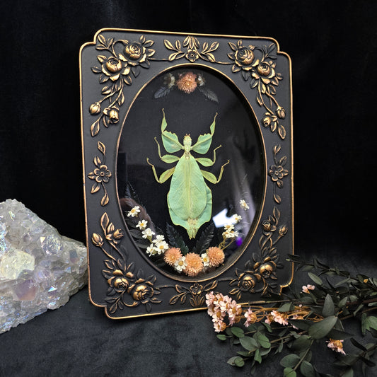 Finest Obituaries | Leaf Insect  "Phyllium Pulchrifolium" in Baroque Frame