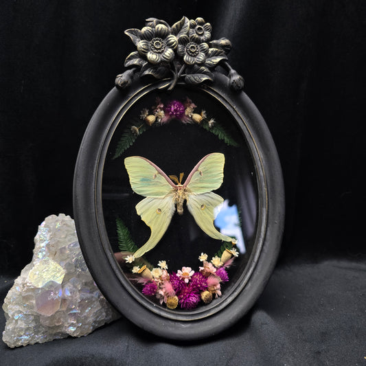 Finest Obituaries | Motte "Actias Luna" in Barockrahmen