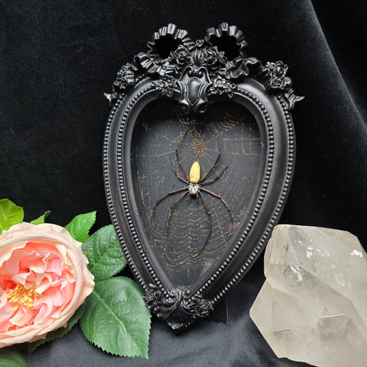 Finest Obituaries | Spider in Baroque Frame