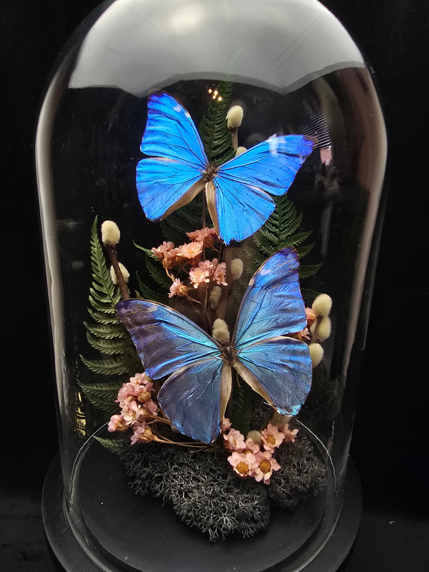 Finest Obituaries | Schmetterlinge in Glasglocke "Morpho Marcus"