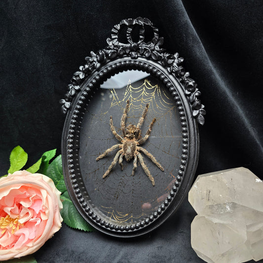 Finest Obituaries | Spider in Baroque Frame