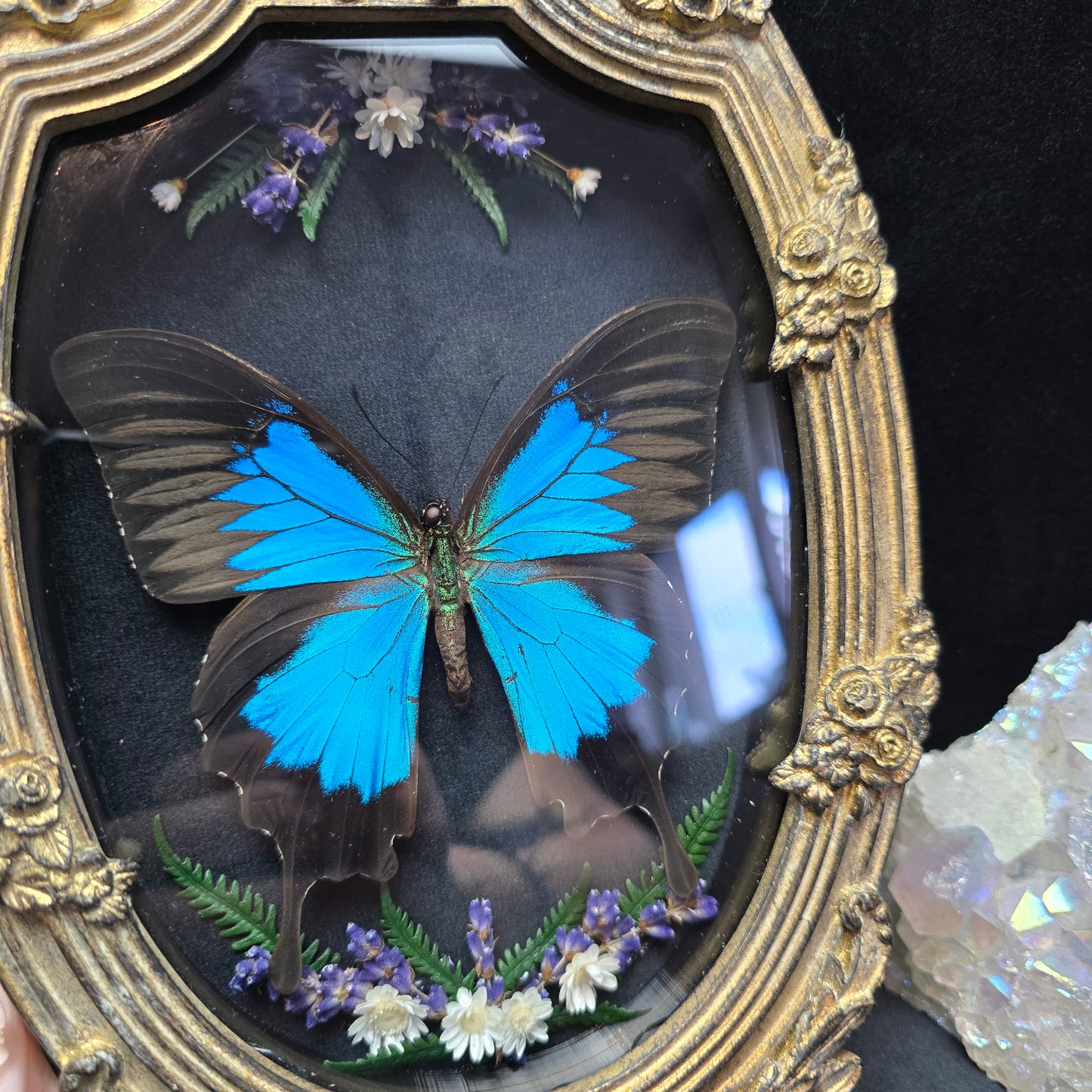 Finest Obituaries | Präparierter Schmetterling "Papilio Ulysses Ulysses" in Barockrahmen