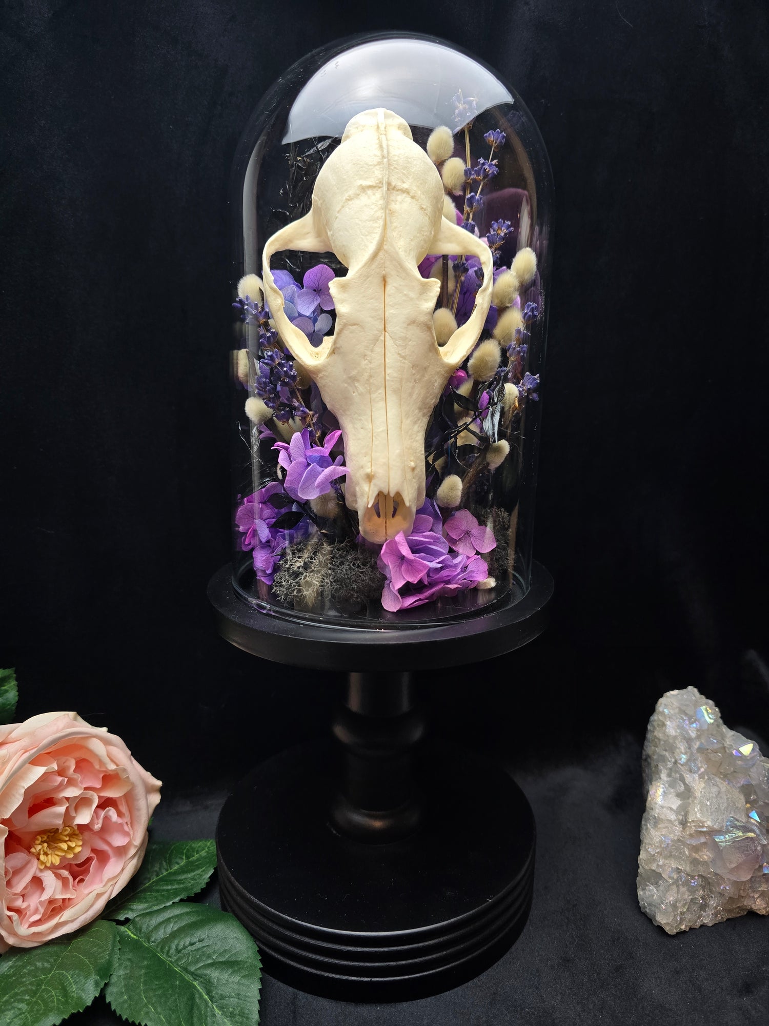 Schädel, Knochen und andere Präparate