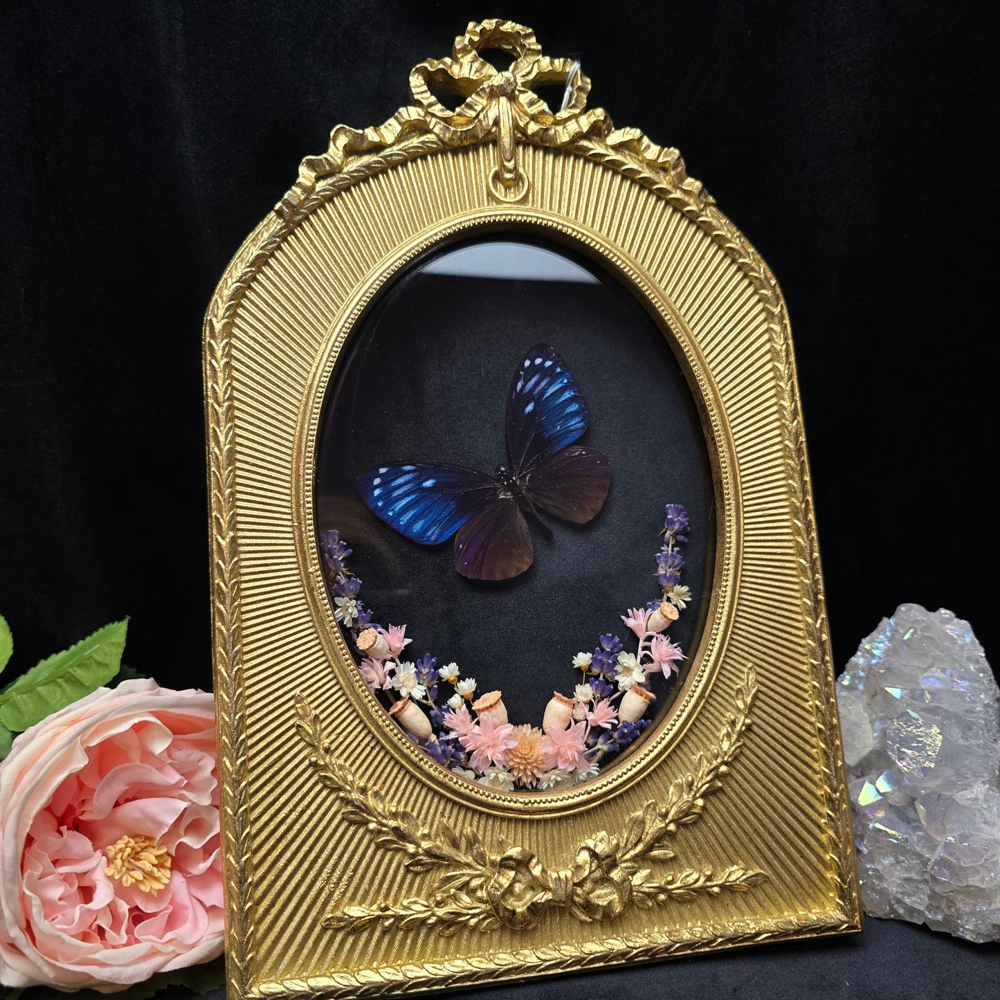 Finest Obituaries | Butterfly "Chilasia Paradoxa" in Baroque Frame