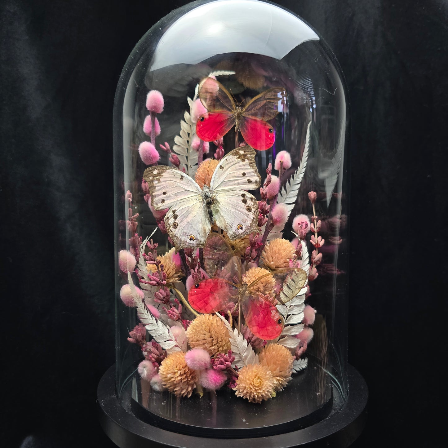 Finest Obituaries | Butterflies in Glass Dome "Cithaerias Aurorina & Protogoniomorpha Parhassus"