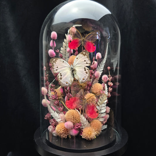 Finest Obituaries | Schmetterlinge in Glasglocke "Cithaerias Aurorina & Protogoniomorpha Parhassus"