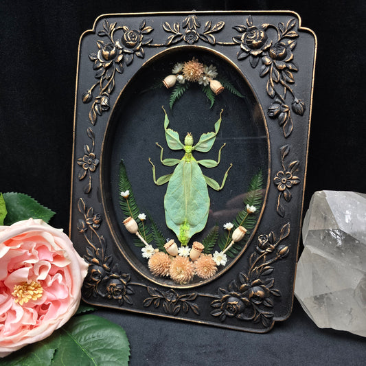 Antik wirkender schwarzer ovaler Bilderrahmen mit präpariertem Insekt und Trockenblumen